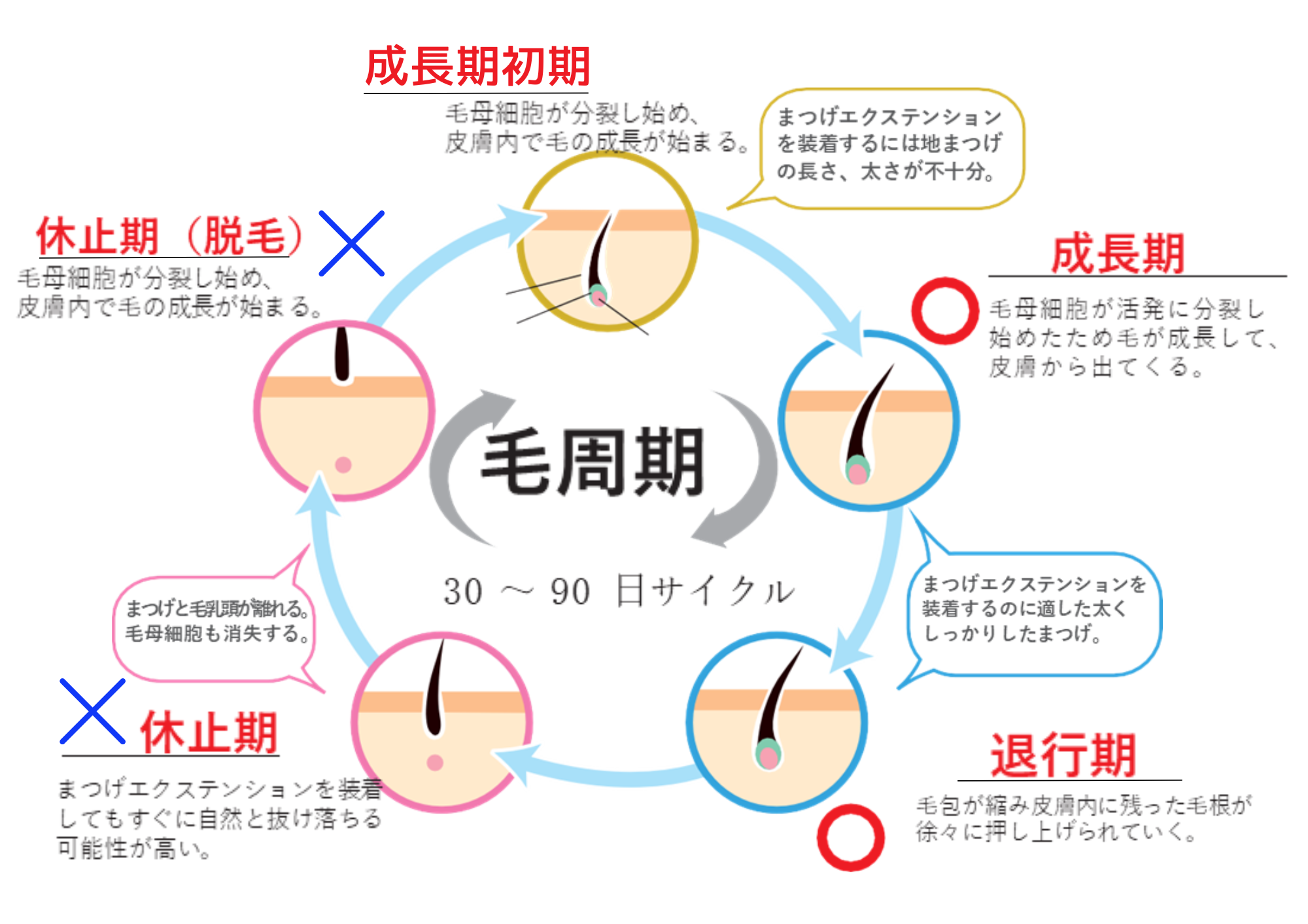 毛周期